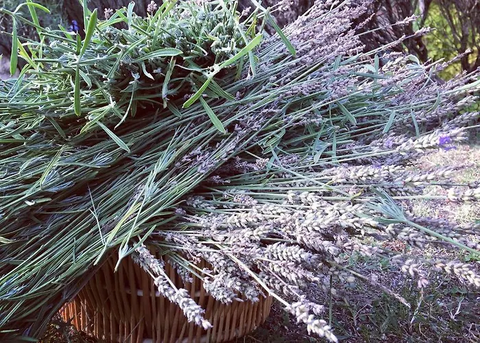Le Terre Di Isa * Magione